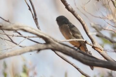 Pachycephala fuliginosa