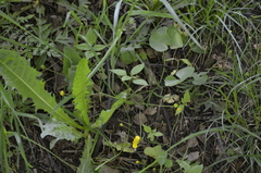 Ranunculus cassubicus
