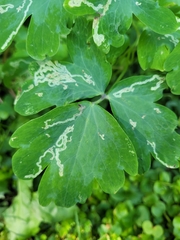 Phytomyza minuscula group