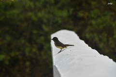 Myiarchus magnirostris