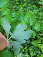 Phytomyza minuscula group