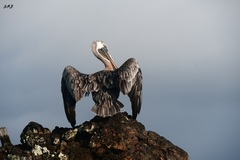 Pelecanus occidentalis urinator