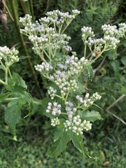 Eupatorium perfoliatum