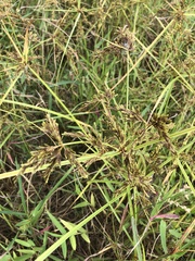 Cyperus iria