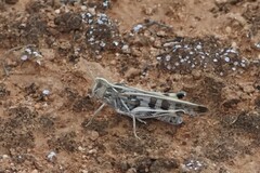 Chortoicetes terminifera