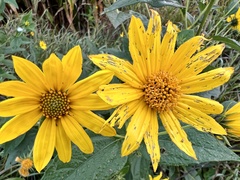 Helianthus hirsutus
