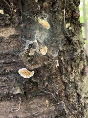 Steccherinum ochraceum