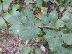 Cameraria hamameliella