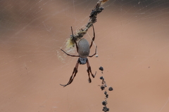Trichonephila edulis