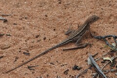 Ctenophorus spinodomus