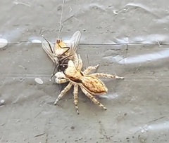 Menemerus bivittatus