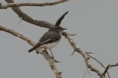 Melanodryas cucullata