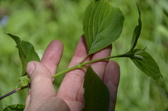 Cornus sericea