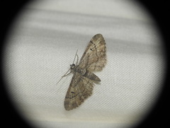 Eupithecia pusillata