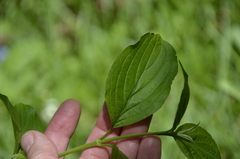 Cornus sericea