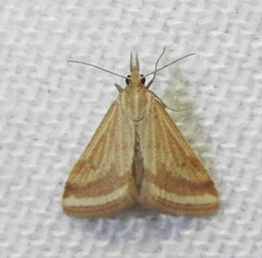 Microtheoris ophionalis