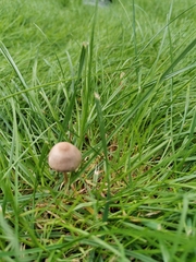 Panaeolus foenisecii