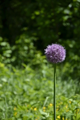 Allium