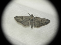 Eupithecia icterata