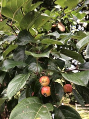 Malus domestica