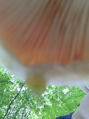 Lactarius