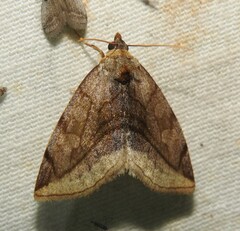 Plagiomimicus ochoa