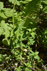 Hypericum perforatum