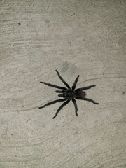 Theraphosinae