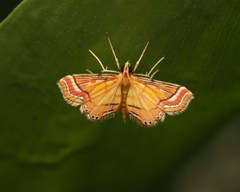 Ambia decoralis