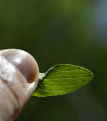 Hypericum perforatum