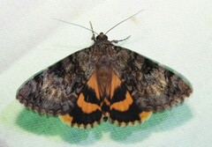 Catocala desdemona