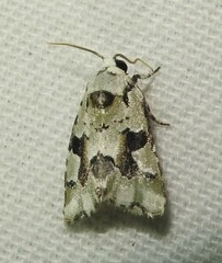 Emarginea percara