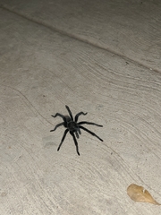 Theraphosinae