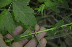 Hypericum perforatum