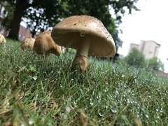 Amanita amerirubescens