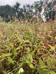 Persicaria pensylvanica