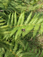 Mesembrina meridiana