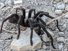 Aphonopelma steindachneri