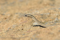 Psammophis lineolatus