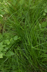 Carex spicata