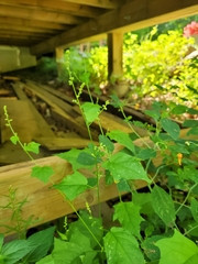 Chenopodiastrum simplex