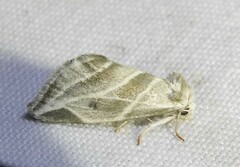 Plagiomimicus tepperi