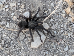 Aphonopelma steindachneri