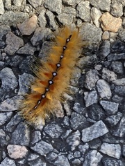 Acronicta aceris