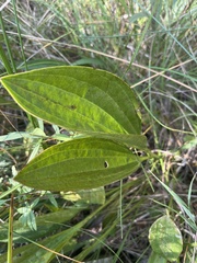 Arnoglossum plantagineum
