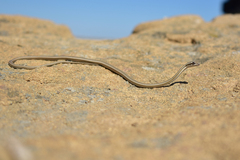 Psammophis lineolatus