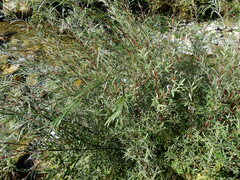 Salix eleagnos