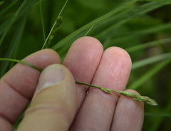 Carex spicata