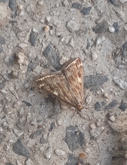 Loxostege sticticalis