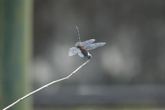 Trithemis festiva